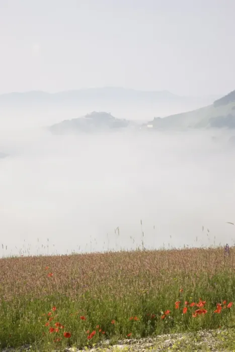 Framed Print : Morning fog, Castelluccio di Norcia, Highland of Castelluccio di Norcia Framed Print : Morning fog, Castelluccio di Norcia, Highland of Castelluccio di Norcia
