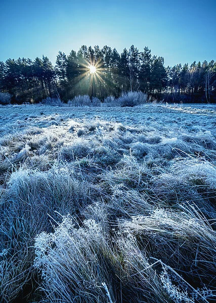 Morning frost in Gorajec, Lublin Voivodeship, Poland, Europe