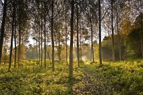 The morning light through a plantation of plane trees in the Indre-et-Loire, Loire Valley, France, Europe