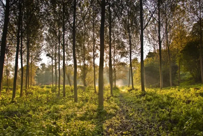 Framed Print : The morning light through a plantation of plane trees in the Indre-et-Loire, Loire Valley, France, Europe Framed Print : The morning light through a plantation of plane trees in the Indre-et-Loire, Loire Valley, France, Europe