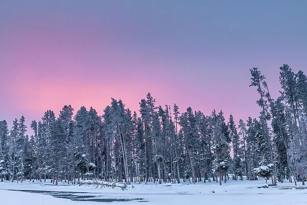 Morning light over snow covered trees, Yellowstone National Park