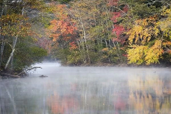 Morning mist and fall colours, River Pemigewasset, New Hampshire, New England, United