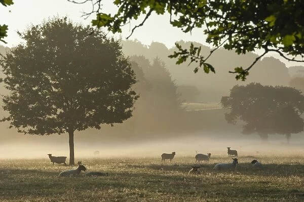 Morning mist, sheep feeding, Eden Valley, Cumbria, England, United Kingdom, Europe