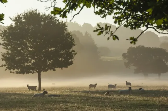 Framed Print : Morning mist, sheep feeding, Eden Valley, Cumbria, England, United Kingdom, Europe Framed Print : Morning mist, sheep feeding, Eden Valley, Cumbria, England, United Kingdom, Europe