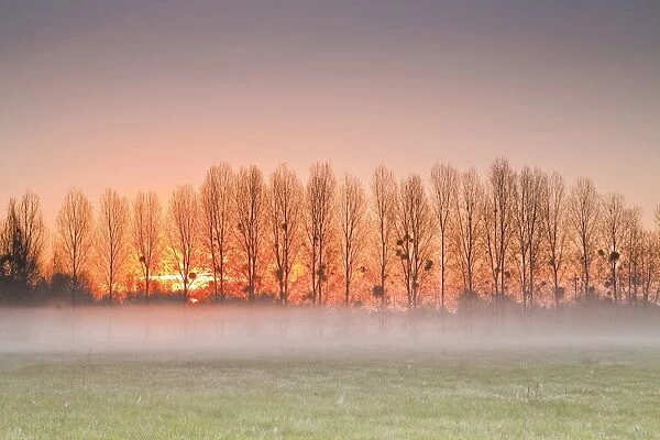 The morning sun lights up a band of mist, Indre-et-Loire, Centre, France, Europe