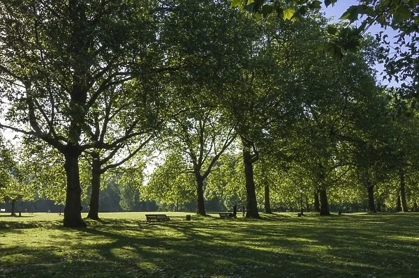 Morning sunlight, St. James Park, London, England, United Kingdom, Europe