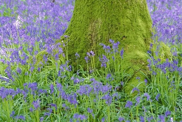 Moss covered base of a tree and bluebells in flower, Bluebell Wood, Hampshire