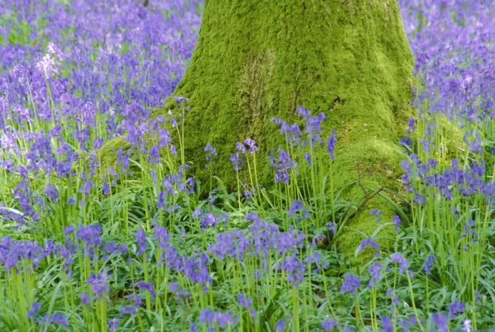 Framed Print : Moss covered base of a tree and bluebells in flower, Bluebell Wood, Hampshire Framed Print : Moss covered base of a tree and bluebells in flower, Bluebell Wood, Hampshire