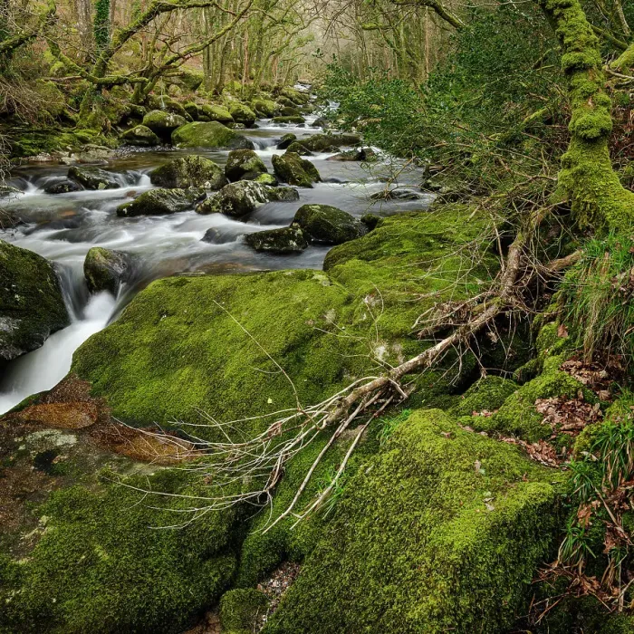 Framed Print : Moss-covered boulders and trees along the River Plym, Dewerstone, Dartmoor National Park, Devon, England, United Kingdom, Europe Framed Print : Moss-covered boulders and trees along the River Plym, Dewerstone, Dartmoor National Park, Devon, England, United Kingdom, Europe