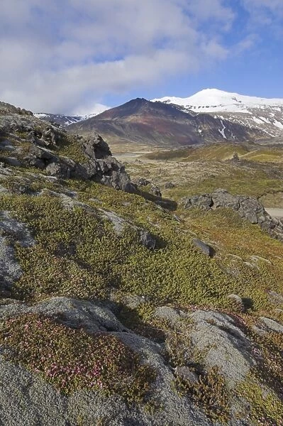 Moss covered lava beds surround Snaefellsjokull