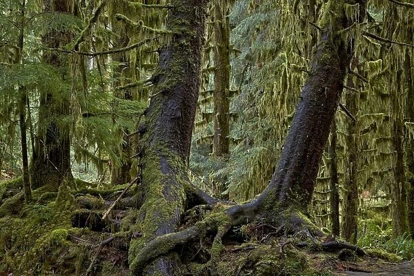 Moss-covered tree trunks in the rainforest, Olympic National Park, UNESCO World Heritage Site, Washington State, United States of America, North America