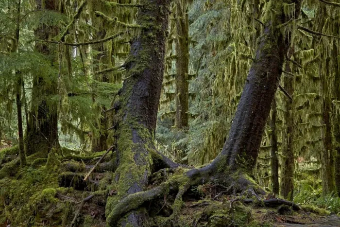 Framed Print : Moss-covered tree trunks in the rainforest, Olympic National Park, UNESCO World Heritage Site, Washington State, United States of America, North America Framed Print : Moss-covered tree trunks in the rainforest, Olympic National Park, UNESCO World Heritage Site, Washington State, United States of America, North America