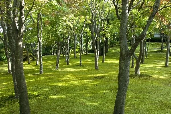 Moss garden, Hakone Museum of Art, Koen-kami, Gora, Hakone, west of Tokyo, Honshu, Japan