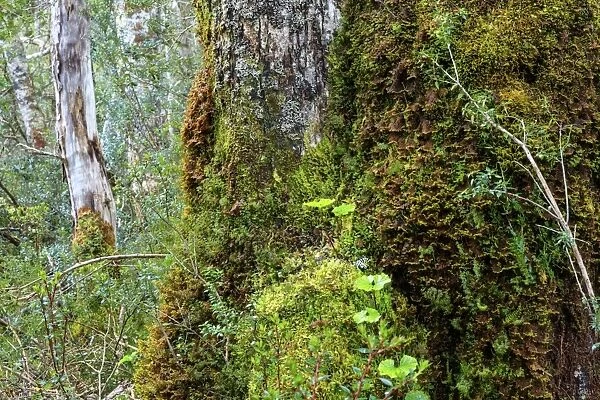 Moss and lichen covered bark in Patagonian Nothofagus beech forest, Alberto de Agostini