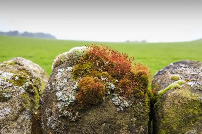 Framed Print : Moss and lichen on a dry stone wall near Elton on a murky spring day, Peak District National Park, Derbyshire, England, United Kingdom, Europe Framed Print : Moss and lichen on a dry stone wall near Elton on a murky spring day, Peak District National Park, Derbyshire, England, United Kingdom, Europe