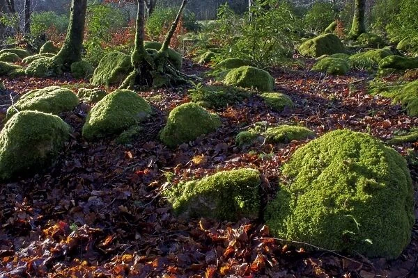 Mossy boulders, Dartmoor National Park, Devon, England, United Kingdom, Europe