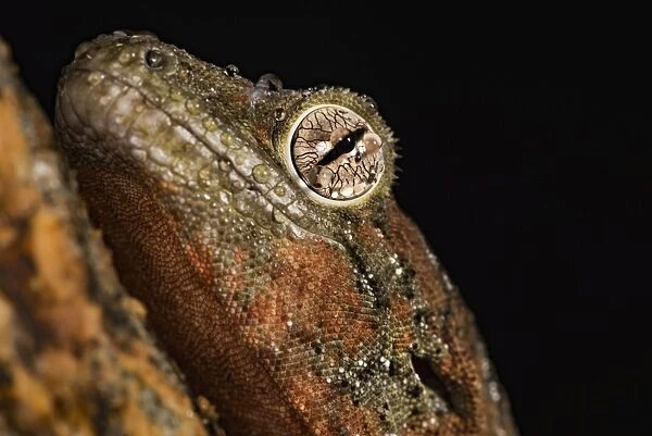 Mossy gecko (Rhacodactylus Chahoua), captive, United Kingdom, Europe