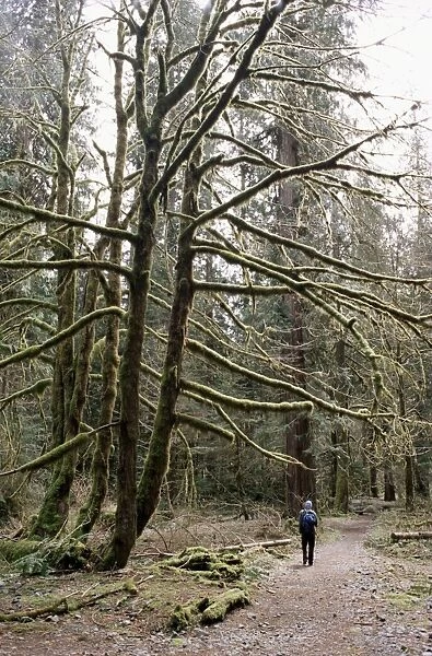 Mossy tree and hiker