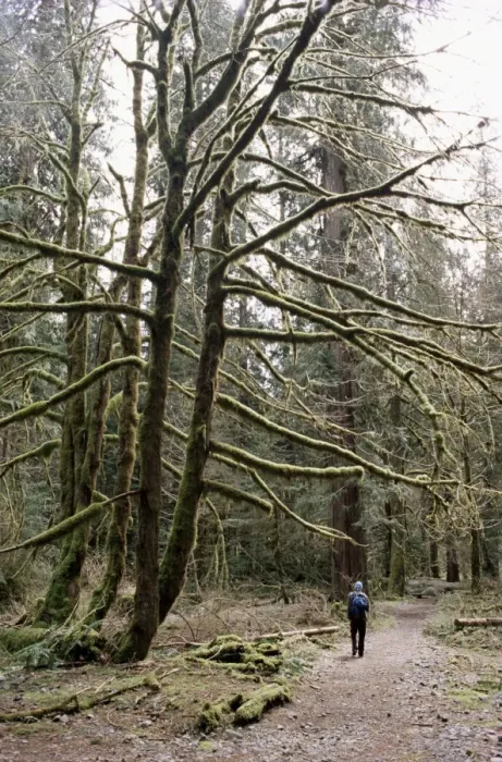 Framed Print : Mossy tree and hiker Framed Print : Mossy tree and hiker