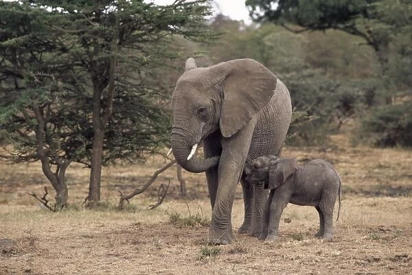 Mother and baby African elephant