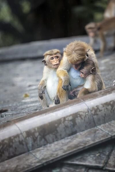Mother and baby monkeys, Royal Caves, Dambulla, Sri Lanka, Asia