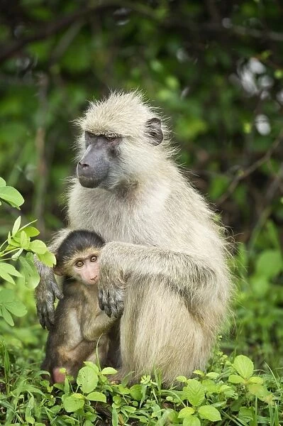 Mother and baby yellow baboon (Papio cynocephalus), South Luangwa National Park, Zambia