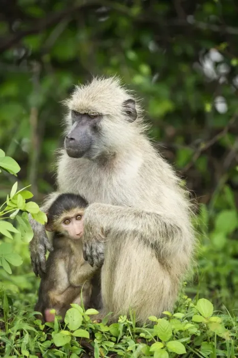 Framed Print : Mother and baby yellow baboon (Papio cynocephalus), South Luangwa National Park, Zambia Framed Print : Mother and baby yellow baboon (Papio cynocephalus), South Luangwa National Park, Zambia