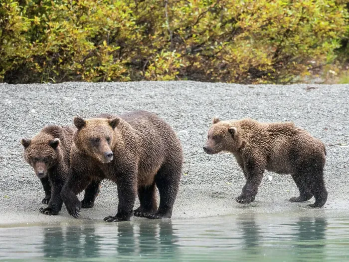 Framed Print : A mother brown bear (Ursus arctos) with her cubs on the beach in Lake Clark National Park and Preserve, Alaska, United States of America, North America Framed Print : A mother brown bear (Ursus arctos) with her cubs on the beach in Lake Clark National Park and Preserve, Alaska, United States of America, North America