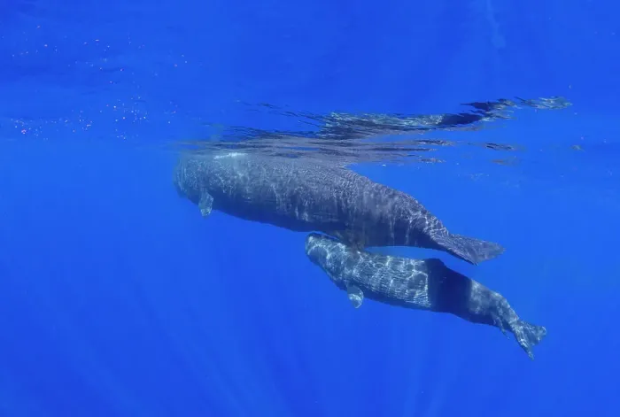 Framed Print : A mother and calf sperm whale (Physeter macrocephalus) swimming underwater off the coast of Roseau, Dominica, Windward Islands, West Indies, Caribbean, Central America Framed Print : A mother and calf sperm whale (Physeter macrocephalus) swimming underwater off the coast of Roseau, Dominica, Windward Islands, West Indies, Caribbean, Central America