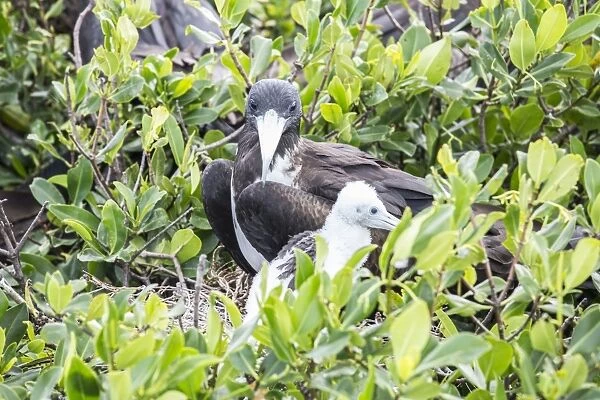 Mother and chick frigate bird resting on mangrove away from the dangers of the sky
