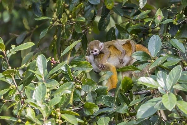 Mother common squirrel monkey (Saimiri sciureus) with infant in the trees on the Nauta Cao