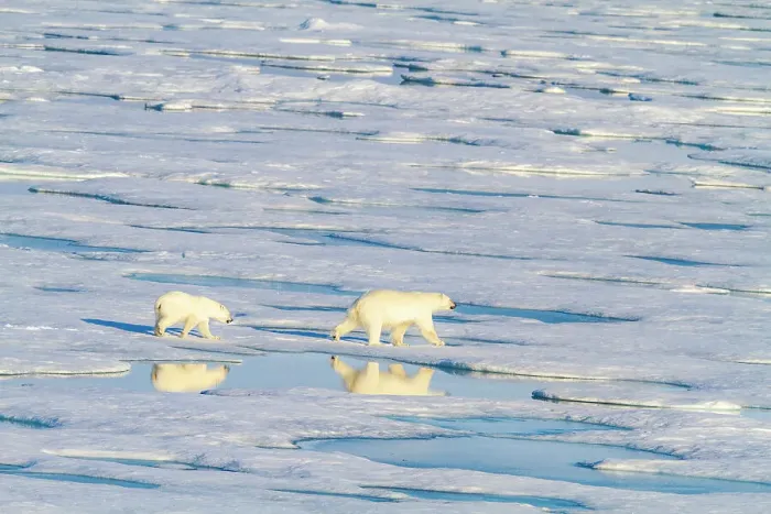 Framed Print : A mother and cub polar bear (Ursus maritimus) traveling from ice floe to ice floe in the Svalbard Archipelago, Norway, Arctic, Europe