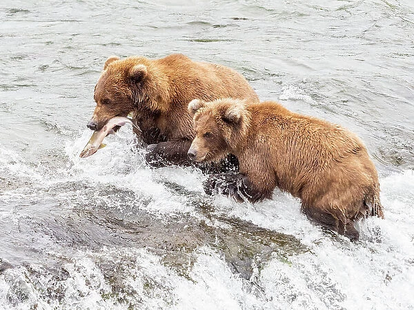 A mother and her cub (Ursus arctos) fishing for salmon at Brooks Falls, Katmai National Park and Preserve, Alaska, United States of America, North America