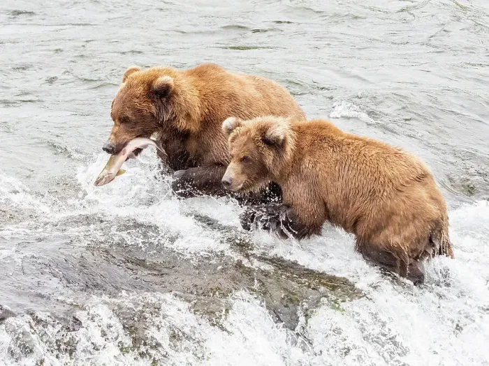 Framed Print : A mother and her cub (Ursus arctos) fishing for salmon at Brooks Falls, Katmai National Park and Preserve, Alaska, United States of America, North America Framed Print : A mother and her cub (Ursus arctos) fishing for salmon at Brooks Falls, Katmai National Park and Preserve, Alaska, United States of America, North America