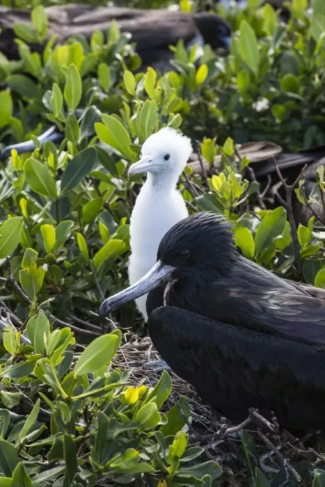 Framed Print : Mother frigate bird tenaciously protects her chick, Barbuda, Antigua and Barbuda Framed Print : Mother frigate bird tenaciously protects her chick, Barbuda, Antigua and Barbuda