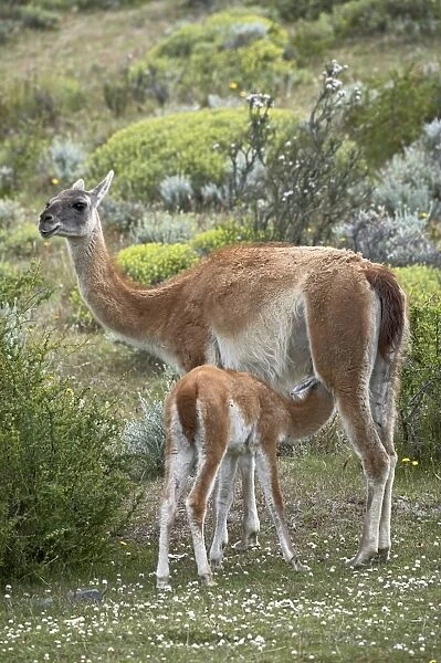 Mother guanaco (Lama guanicse) nursing her young, Torres del Paine, Patagonia