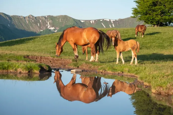 Framed Print : Mother horse (mare) with her foal reflected in a small lake, Emilia Romagna, Italy, Europe Framed Print : Mother horse (mare) with her foal reflected in a small lake, Emilia Romagna, Italy, Europe
