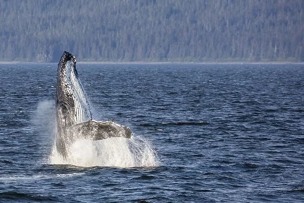 Mother humpback whale (Megaptera novaeangliae) breaching in Icy Strait, southeast Alaska