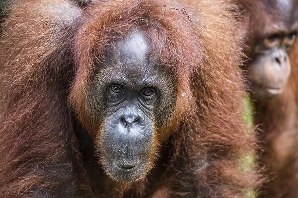 Mother and infant Bornean orangutan (Pongo pygmaeus), Semenggoh Rehabilitation Center
