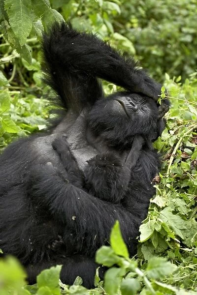 Mother and infant mountain gorilla (Gorilla gorilla beringei), Amahoro A Group