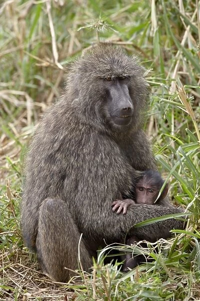 Mother and infant Olive Baboon (Papio cynocephalus anubis), Masai Mara National Reserve