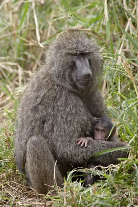 Framed Print : Mother and infant Olive Baboon (Papio cynocephalus anubis), Masai Mara National Reserve