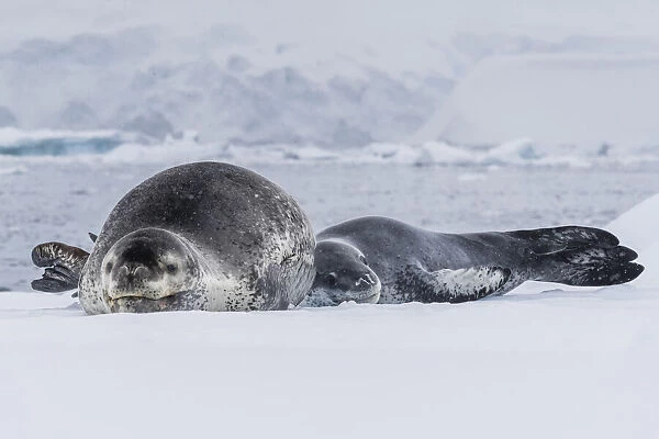 A mother leopard seal (Hydrurga leptonyx), hauled out on ice floe with her newborn pup