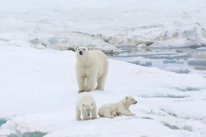 Framed Print : Mother polar bear with two cubs (Ursus Maritimus), Wrangel Island, UNESCO World Heritage Site, Chuckchi Sea, Chukotka, Russian Far East, Russia, Eurasia Framed Print : Mother polar bear with two cubs (Ursus Maritimus), Wrangel Island, UNESCO World Heritage Site, Chuckchi Sea, Chukotka, Russian Far East, Russia, Eurasia