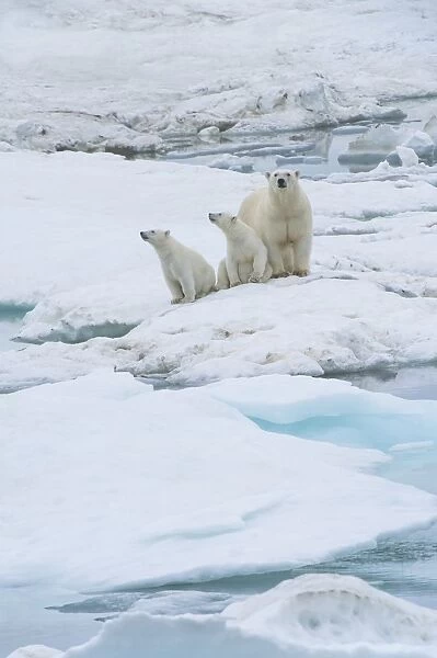 Mother polar bear with two cubs (Ursus Maritimus), Wrangel Island, UNESCO World Heritage Site, Chuckchi Sea, Chukotka, Russian Far East, Russia, Eurasia