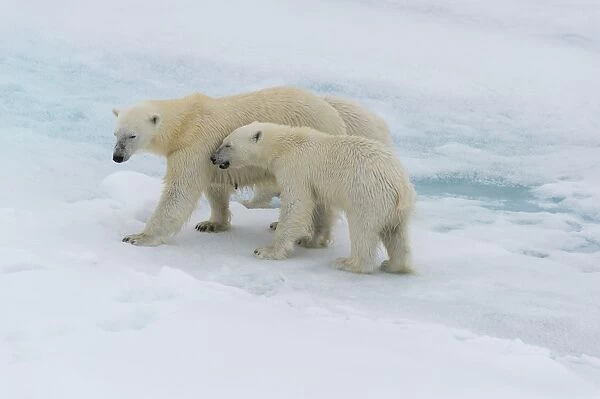 Mother polar bear (Ursus maritimus) walking with a cub on a melting ice floe, Spitsbergen Island