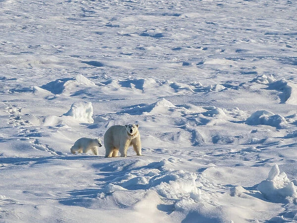 A mother polar bear (Ursus maritimus) with her COY (cub of year) walking on the fast ice edge, Storfjorden, Svalbard, Norway, Europe