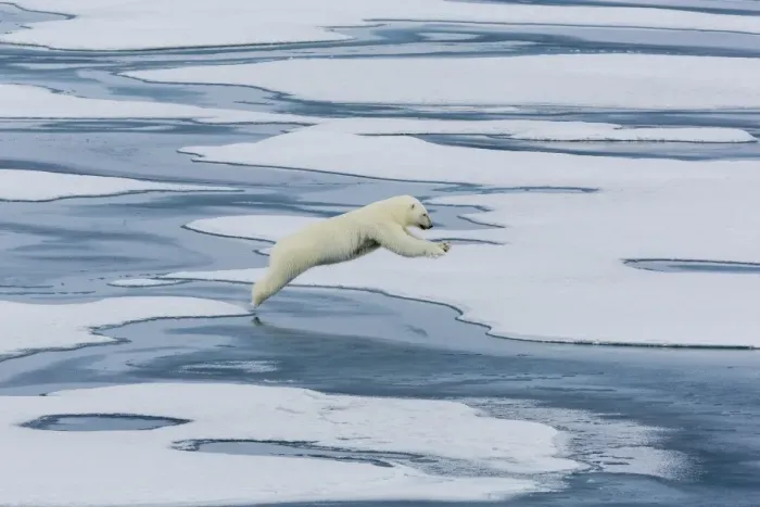 Framed Print : A mother polar bear (Ursus maritimus) leaping between floes in Lancaster Sound, Nunavut, Canada, North America Framed Print : A mother polar bear (Ursus maritimus) leaping between floes in Lancaster Sound, Nunavut, Canada, North America