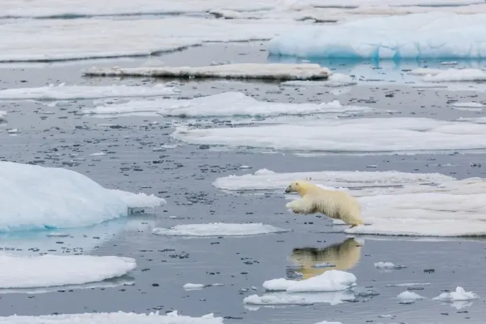 Framed Print : Mother polar bear (Ursus maritimus) leaping from ice floe to ice floe in Olgastretet off Barentsoya, Svalbard, Norway, Scandinavia, Europe Framed Print : Mother polar bear (Ursus maritimus) leaping from ice floe to ice floe in Olgastretet off Barentsoya, Svalbard, Norway, Scandinavia, Europe