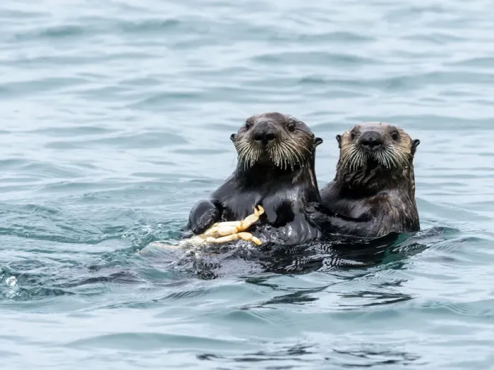 Framed Print : A mother sea otter (Enhydra lutris) eating a Dungeness crab with her pup in the Inian Framed Print : A mother sea otter (Enhydra lutris) eating a Dungeness crab with her pup in the Inian